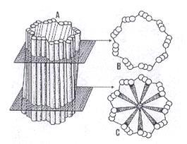 Centrioli: sezioni trasversali * ** Triplette di microtubuli sono unite da * lamine di connessione e da ** braccia radiali con il materiale