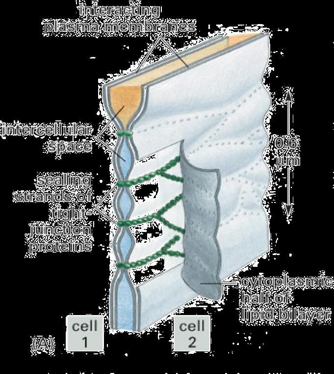 GIUNZIONI OCCLUDENTI La tight junction (ZO) è costituita da una cintura che collega apicalmente le membrane plasmatiche delle cellule.