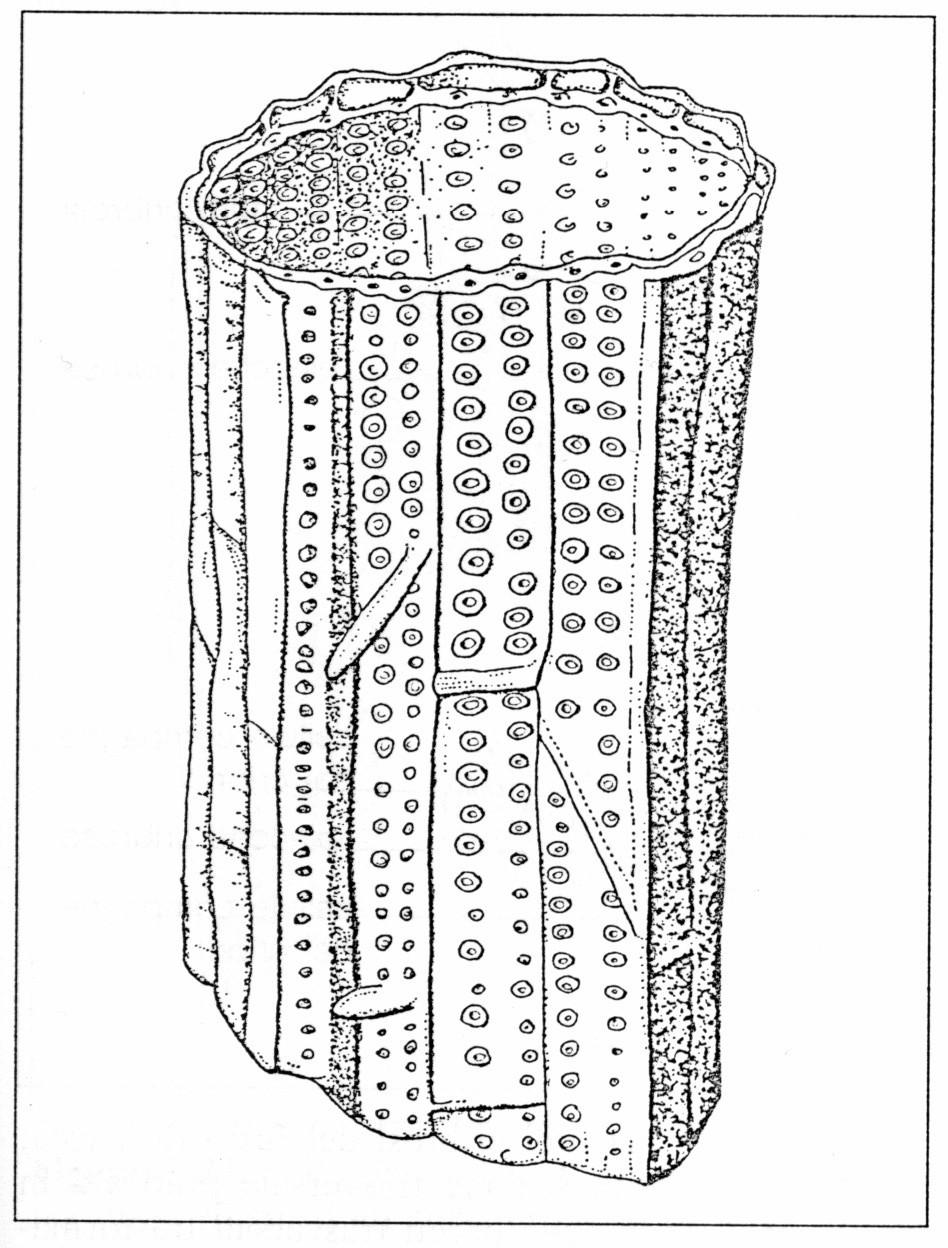 reticolata; i punteggiata Trachea punteggiata con