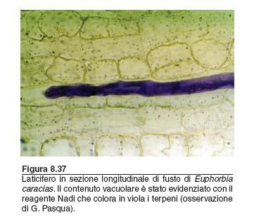 Le tasche lisigene sono gruppi di cellule secretrici che dopo essersi riempite del prodotto