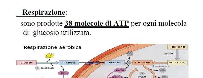 L acetic CoA prodotto dal piruvato viene incanalato nel Ciclo di