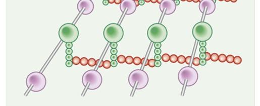 tetrapeptidi, mediante un altro corto peptide formato da aminoacidi uguali, tipicamente di