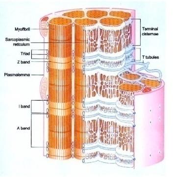 INTRODUZIONE La sigla TECAR deriva dalla abbreviazione di: Trasferimento Energetico Capacitivo-Resistivo di cariche elettriche presenti all interno