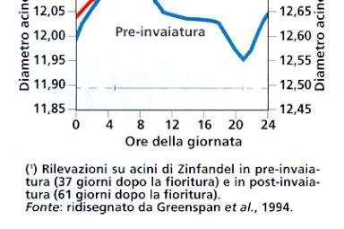 PRE-INVAIATURA: Rifornimento idrico dell acino prevalentemente xilematico POST-INVAIATURA: La perdita traspiratoria è compensata quasi esclusivamente dall afflusso