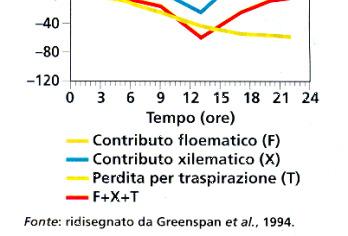 preinvaiatura, su viti di Cabernet S.