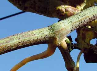 presenza di altri patogeni, i parametri climatici, le condizioni colturali e agronomiche (potature, trattamenti insetticidi, concimazioni, forme di