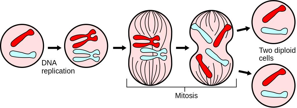 Mutazioni geniche somatiche Mutazioni che insorgono in una singola cellula di un organismo al momento della divisione