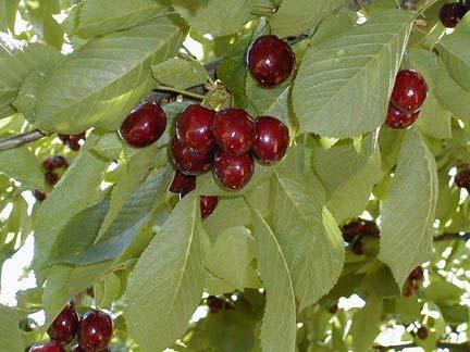 CHELAN* Varietà di Prosser (Usa) Epoca di maturazione: +10 Burlat E una varietà con frutti poco sensibili allo spacco, molto sodi, ma con peso medio scarso (7,5 9 grammi) GRACE