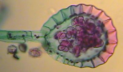 specie in cui sono presenti trofofilli e sporofilli identici o con forme
