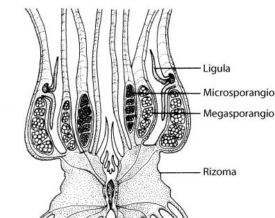 isoetes sporofito: fusto semisotterraneo a forma di