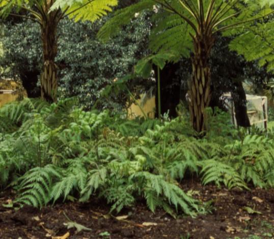 Felci Portamento erbaceo, raramente arboreo Rizoma