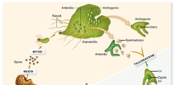 Ciclo ontogenetico