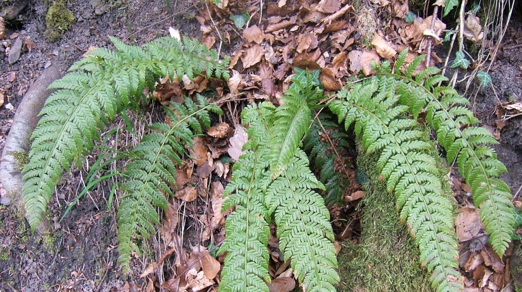 Polysticum