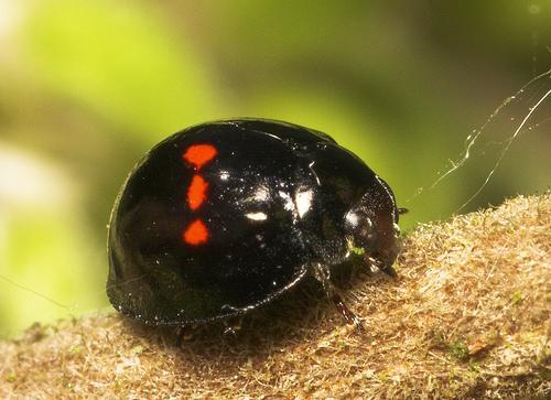 Limitatori naturali della