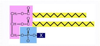 E da quali Atomi sono costituiti? C-O-H C-N-H S-H-N O-N-S I Carboidrati si dividono in? (elenca i vari nomi) 1. 2. 3. Il saccarosio è un polisaccaride?