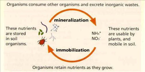 inverso di incorporazione in biomolecole è definito