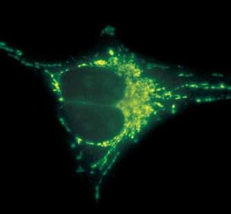 immagini brillanti. Predisposto per un condensatore universale e un revolver portaobiettivi a 6-7 posizioni.