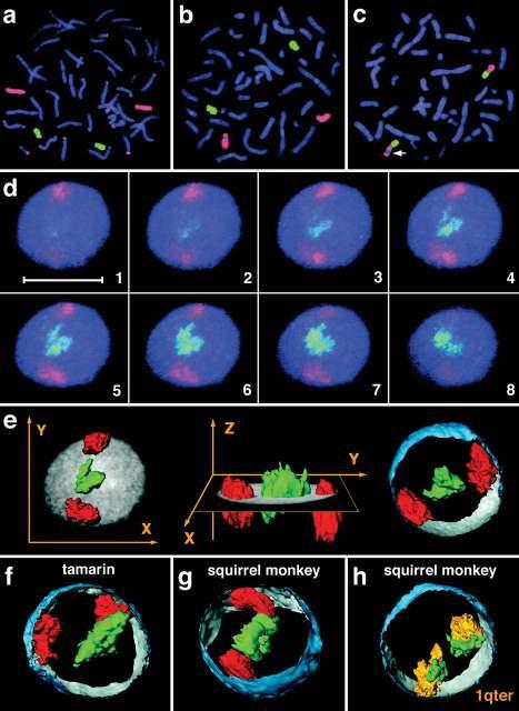 Organizzazione spaziale del genoma in interfase Cromosomi con un alto numero di geni attivi sono posizionati