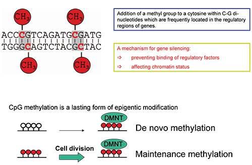 Il genoma viene metilato