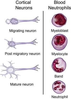 Durante il differenziamento le cellule acquisiscono fenotipi e funzioni diverse mediante la determinazione di programmi