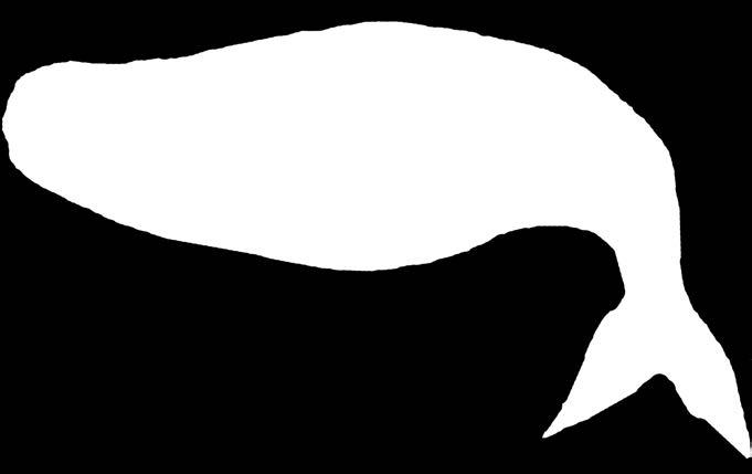 Ne esistono di due tipi: i cetacei con i fanoni, come la balenottera azzurra, e quelli con i denti,