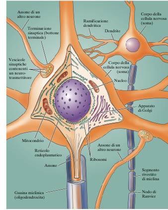 SINAPSI CHIMICA TERMINAZIONE ASSONICHE con sinapsi.