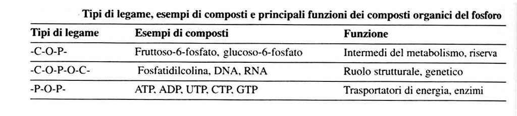 Dopo 10 dall assorbimento fino all 80% del P assorbito è organicato.