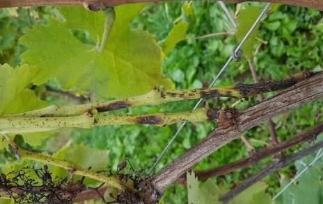 4 Phomopsis viticol - Dnni I sintomi compiono dopo circ un mese dll infezione sui giovni germogli tr i 3 e 10 cm di lunghezz Gli ttcchi primri interessno i primi 4 internodi dei trlci di 1-2 nni con