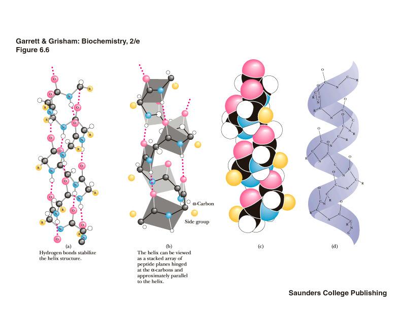 Una α-elica è un cilindro compatto le cui pareti sono fatte dalla catena polipeptidica avvolta a spirale.