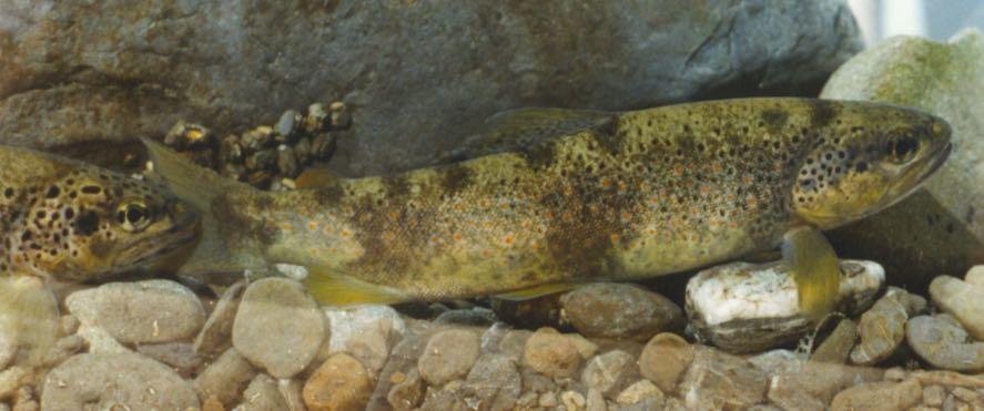 Scuola Primaria, Scuola Secondaria di Primo, Scuola Secondaria di Secondo Contenuti: Ecosistema fiume, la fauna, la vegetazione, il Parco di Montemarcello-Magra-Vara un uscita in battello sul fiume