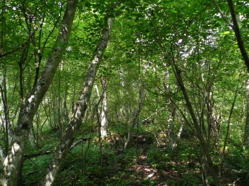 Elevato valore ambientale dei boschi ripariali oggetto di intervento I boschi ripariali sono tra gli ambienti più ricchi di biodiversità Costituiscono il principale corridoio della rete ecologica