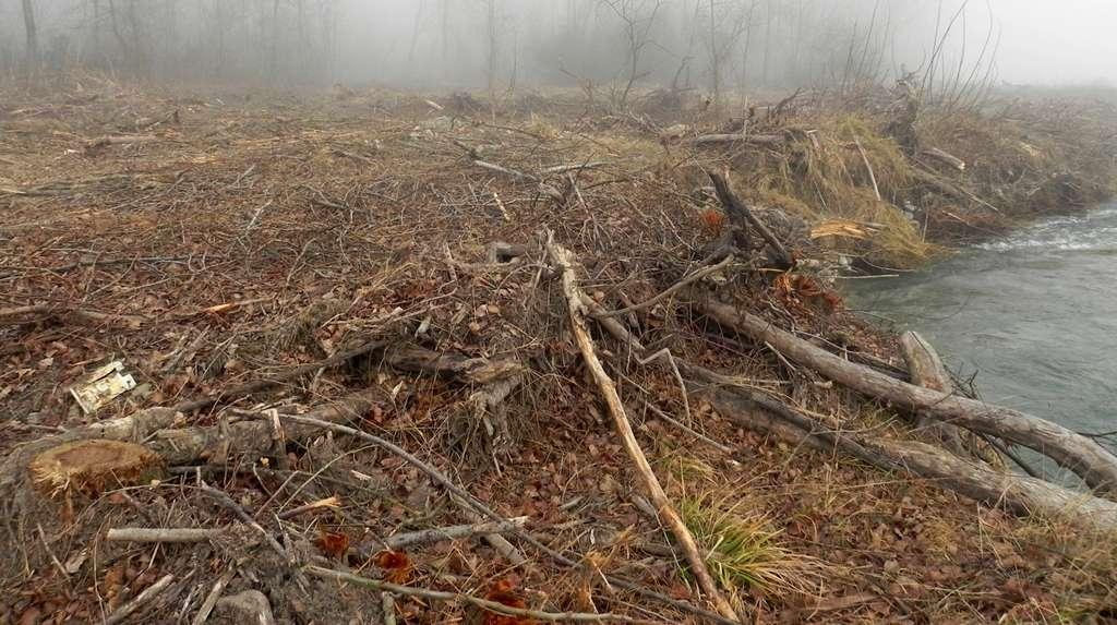 Dalla relazione del Comune di Langhirano con cui vengono proposti gli interventi di taglio della vegetazione ripariale : Una seconda motivazione delle pulizie fluviali sta nel rischio che gli alberi