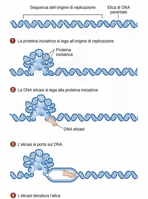 FORMAZIONE BOLLA DI REPLICAZIONE Alle proteine iniziatrici si lega la DNA elicasi, un enzima che rompe i ponti H tra le basi complementari e poi