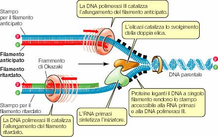 Cosa succede alla forcella