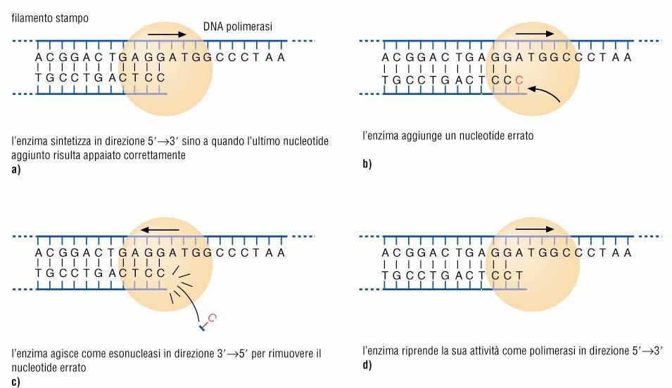 MECCANISMO DI CORREZIONE DELLE BOZZE L attivita di correzione delle bozze è svolta dall attività esonucleasica (degradativa) delle DNA