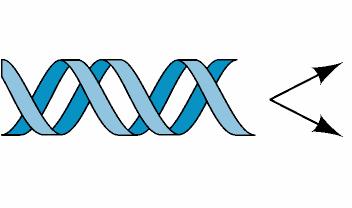 LA REPLICAZIONE DEL DNA E SEMICONSERVATIVA