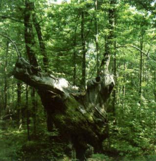 Castagno del bosco dei giganti 13.3. ASSENZA DI SITI DI RETE NATURA 2000 A BRALLO DI PREGOLA A Brallo di Pregola non sono presenti siti di Rete Natura 2000.