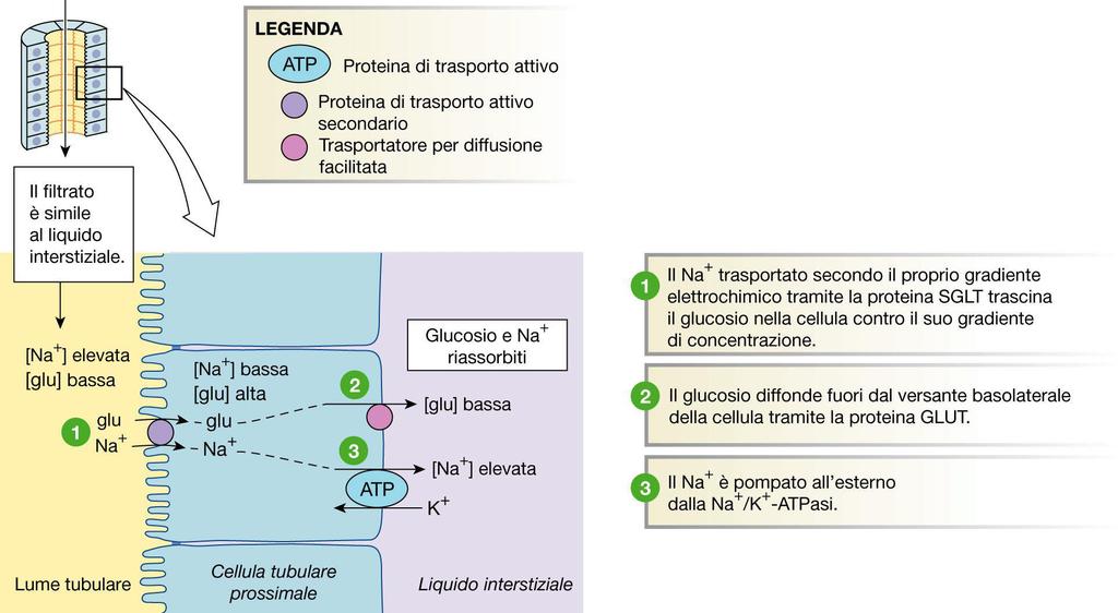 Riassorbimento del glucosio dal tubulo