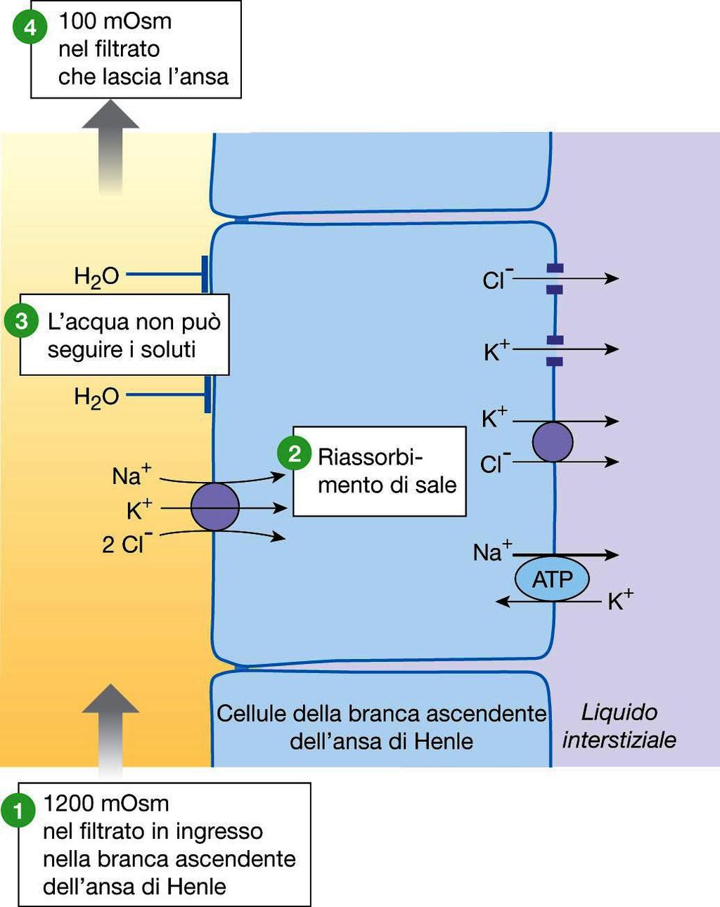Trasporto di ioni nella branca ascendente dell ansa di Henle Il Na+ passa dal liquido tubulare nelle cellule del tratto ascendente dell ansa di Henle (sfruttando il suo gradiente di concentrazione)