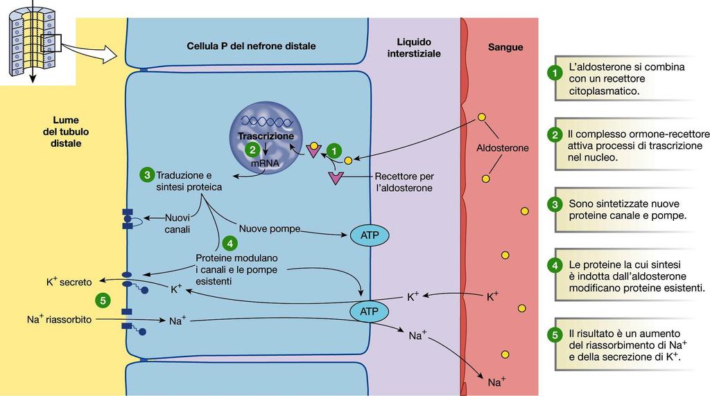 Il riassorbimento di sodio operato dalle Cellule Principali del nefrone distale è