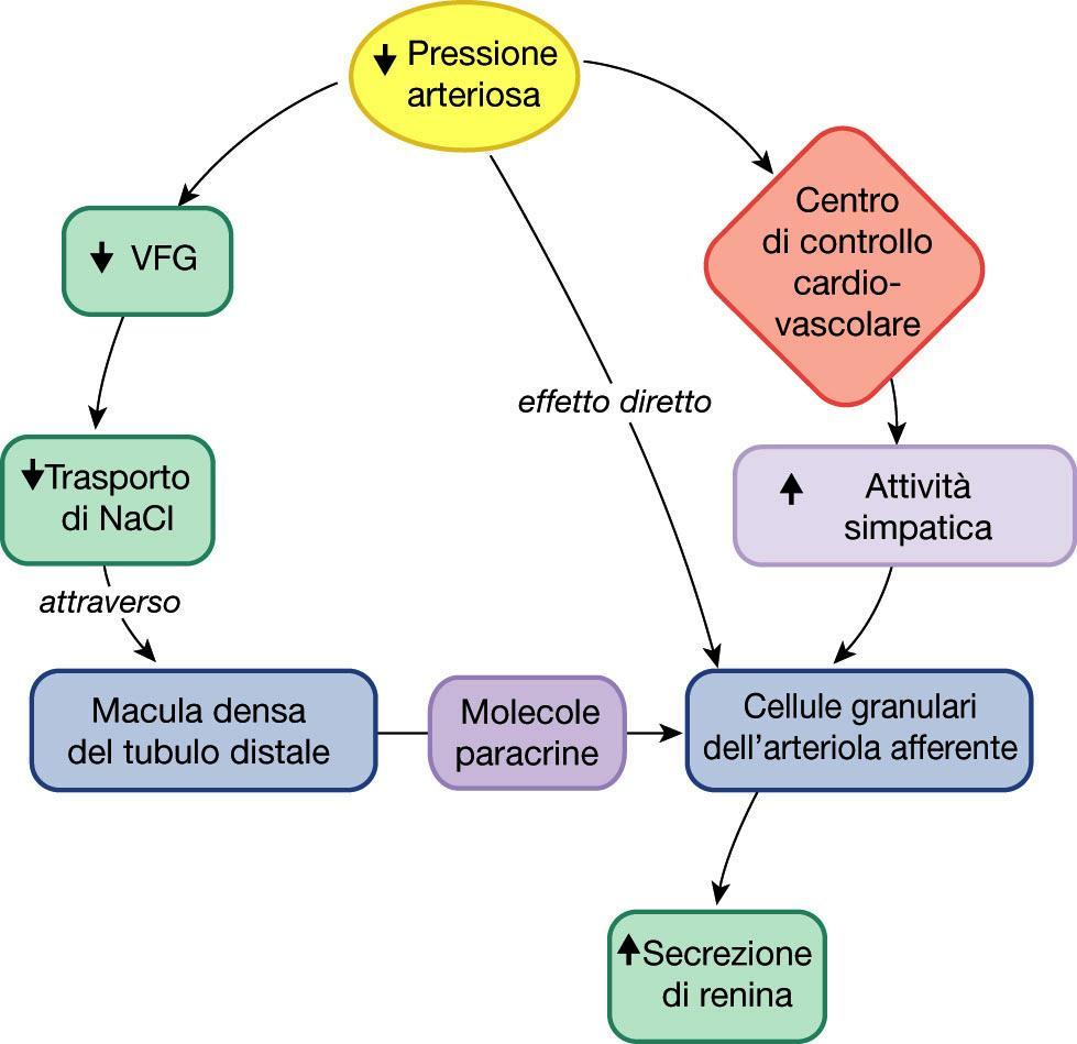 L ipotensione arteriosa induce il rilascio di renina Tratto