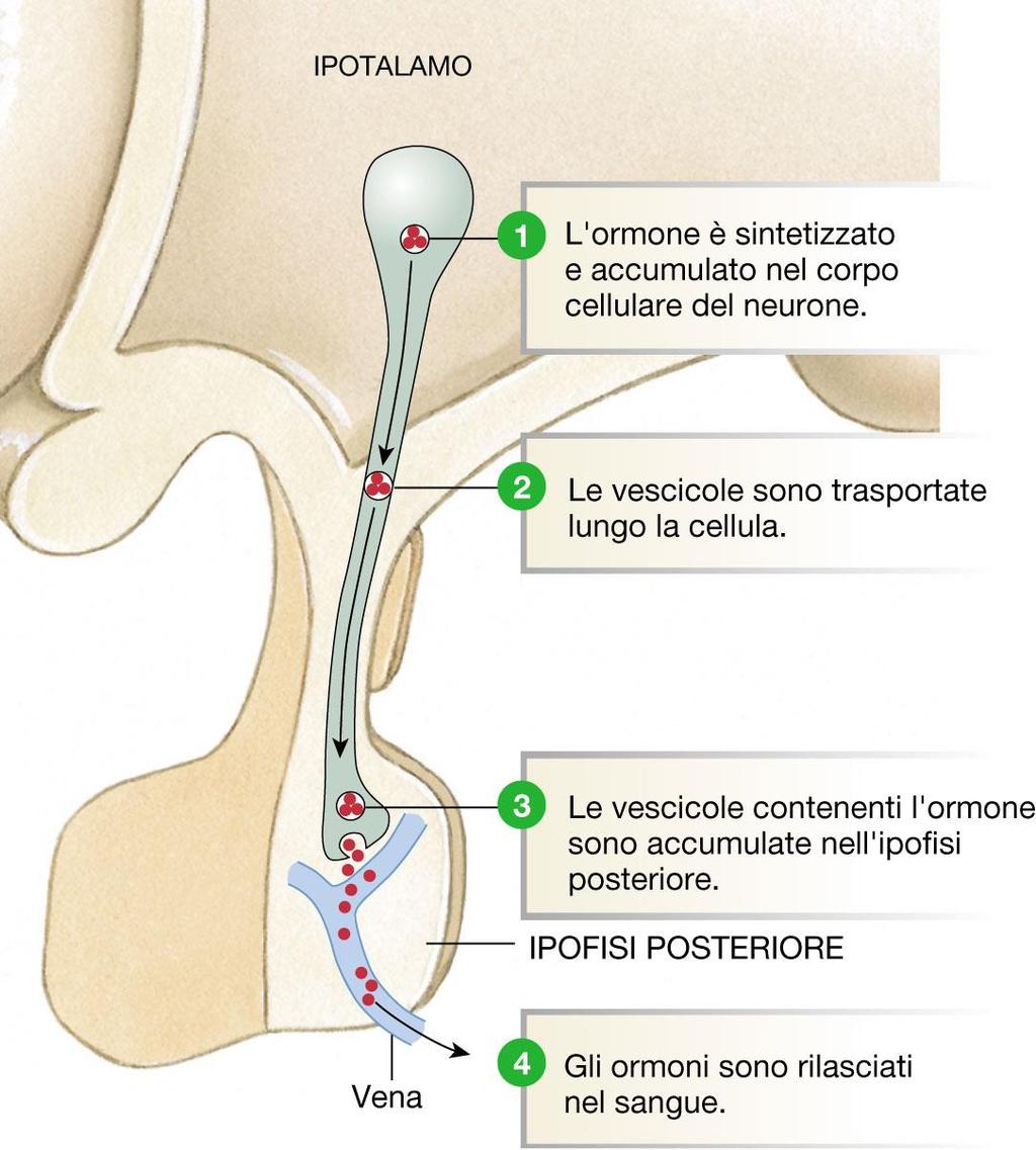 La Vasopressina (ADH) è sintetizzata nei corpi cellulari di neuroni ipotalamici.