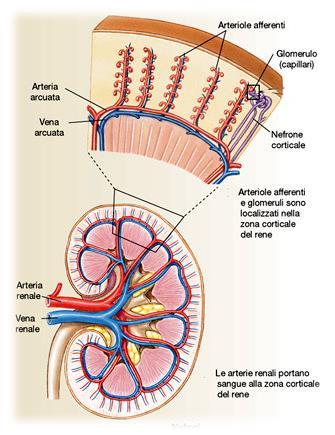 Sezione e struttura del rene