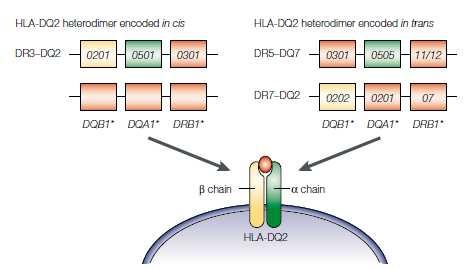 Because all patients with celiac disease bear HLA-DQ2 or HLA-DQ8, HLA-DQ2 or HLA-DQ8