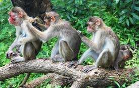 Spontaneously occurring gluten sensitivity was detected in 3% of a rhesus macaque strain.