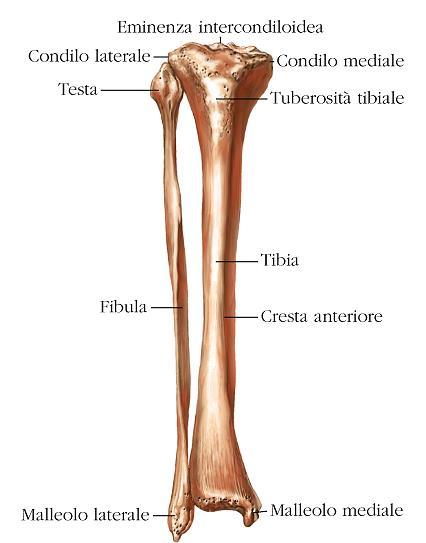 presenta l incisura fibulare, superficie articolare per la fibula; inferiormente si osserva la faccia articolare inferiore, superficie leggermente incavata che insieme alla faccia articolare del