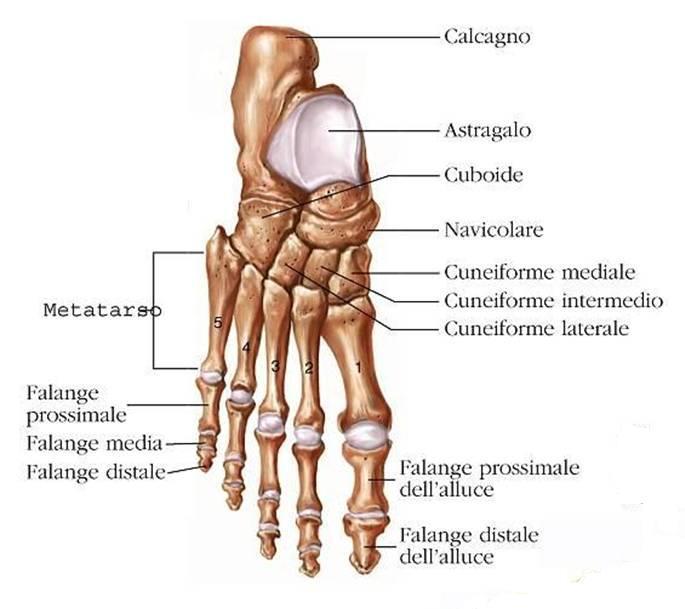 Figura 5: Scheletro del piede Il metatarso è costituito da cinque ossa lunghe, ognuna delle quali presenta un corpo, un epifisi, prossimale (o base) ed un epifisi distale (o testa) (Fig. 5).