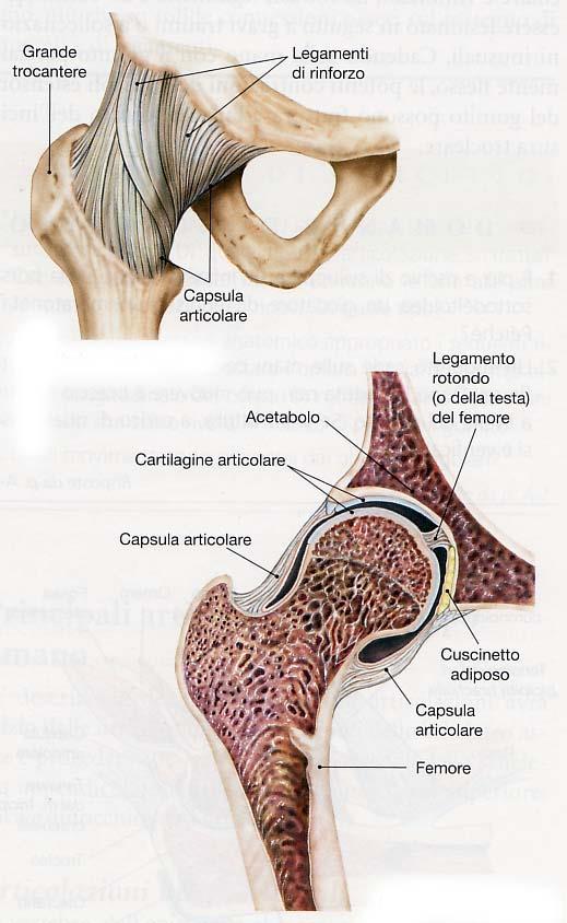 dell acetabolo, è inserito il labbro (cercine) acetabolare fibro-cartilagineo, mentre dalla fossa dell acetabolo origina il legamento rotondo (o legamento della testa del femore) che si porta alla