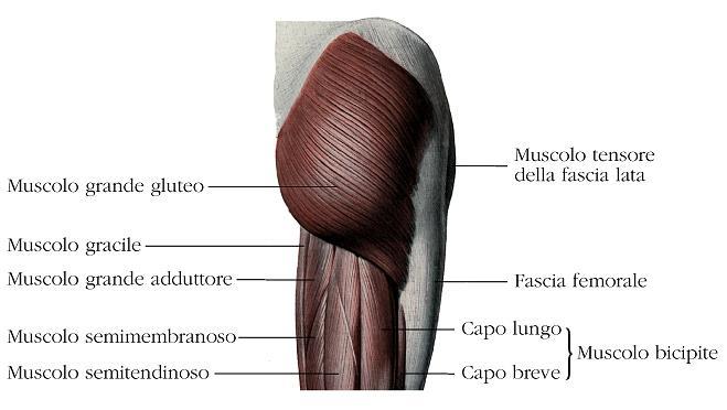 Figura 11: Muscoli esterni dell anca e laterali della coscia Il muscolo medio gluteo è parzialmente coperto del muscolo grande gluteo.