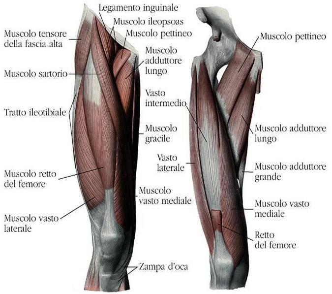 formazione tendinea detta zampa d oca (Fig. 12). Flette e ruota medialmente la gamba, secondariamente flette e ruota lateralmente la coscia.